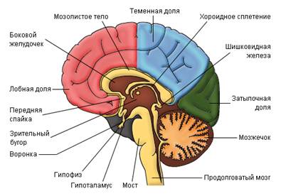 Строение головного мозга