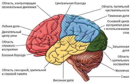 Реферат: Продолговатый мозг