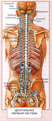 Реферат: Общие данные о нервной системе