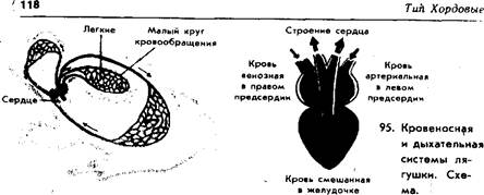 Курсовая Работа На Тему Кровообращение