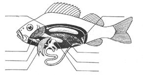 Курсовая работа по теме Обмен веществ у рыб