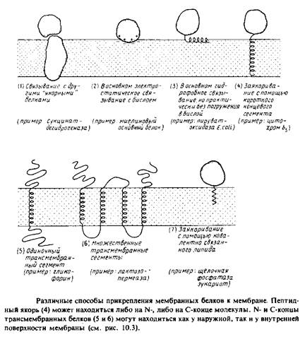 Реферат: Биологически мембраны