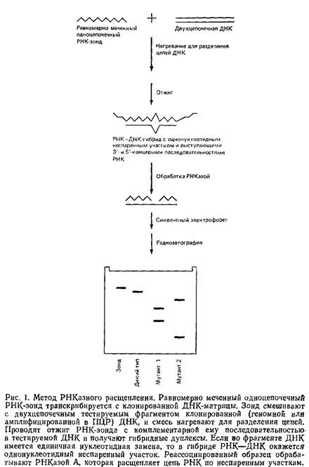 Учебное пособие: Обнаружение единичных нуклеотидных замен в ДНК: расщепление РНКазой и денатурирующий градиентный гель-электрофорез