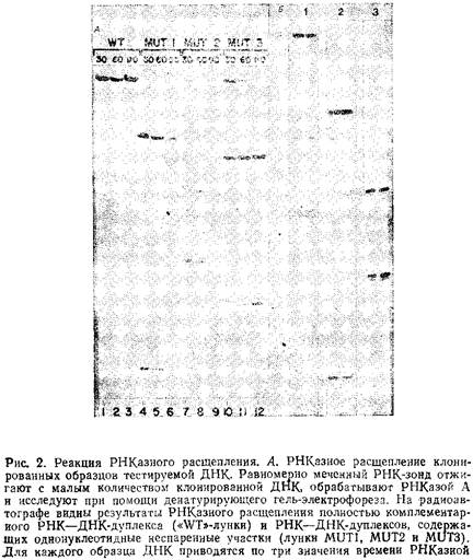 Учебное пособие: Обнаружение единичных нуклеотидных замен в ДНК: расщепление РНКазой и денатурирующий градиентный гель-электрофорез