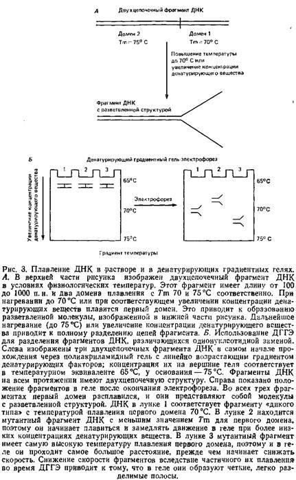 Учебное пособие: Обнаружение единичных нуклеотидных замен в ДНК: расщепление РНКазой и денатурирующий градиентный гель-электрофорез
