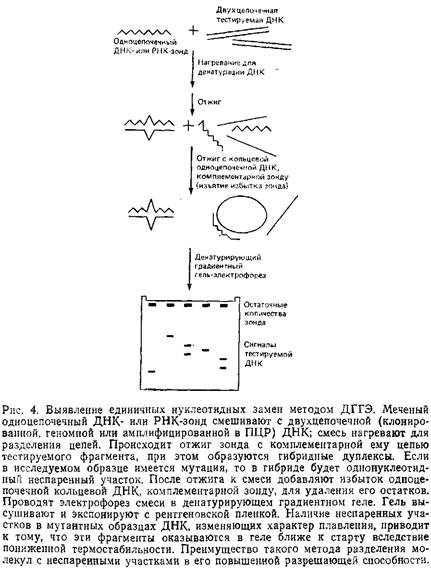 Учебное пособие: Обнаружение единичных нуклеотидных замен в ДНК: расщепление РНКазой и денатурирующий градиентный гель-электрофорез