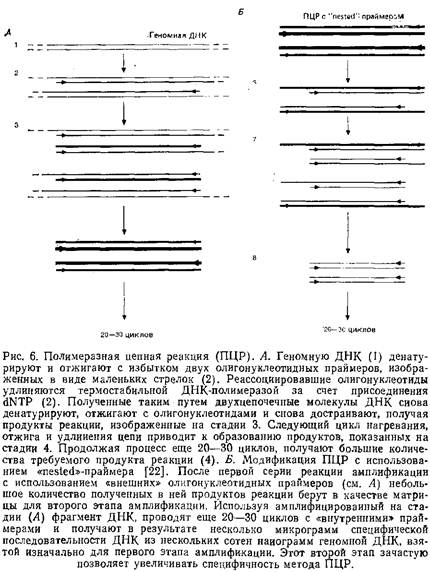 Учебное пособие: Обнаружение единичных нуклеотидных замен в ДНК: расщепление РНКазой и денатурирующий градиентный гель-электрофорез