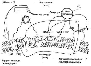 http://sbio.info/images/tmp3D0-27.jpg