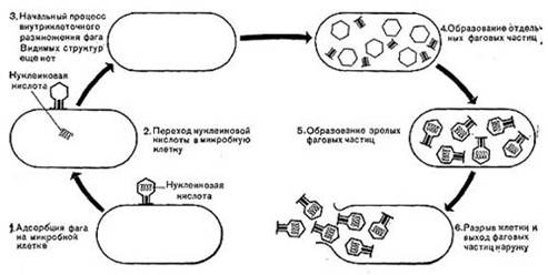 Доклад по теме Бакфарк