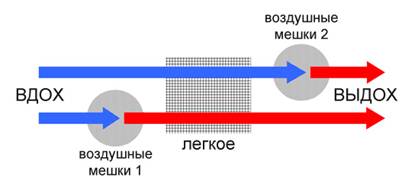 Реферат: Обмен веществ