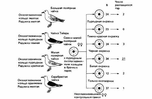 Реферат: Тёмная крачка