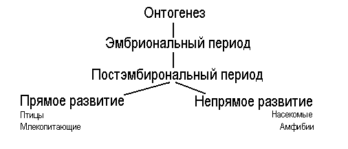 Реферат: Биология индивидуального развития