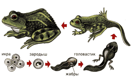 Реферат: Развитие человека и животных