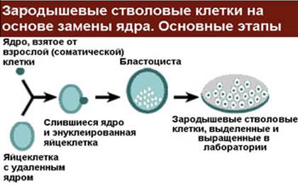 Реферат На Тему Генная Инженерия И Клонирование