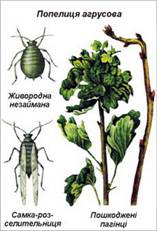 Курсовая работа по теме Комахи-шкідники плодово-ягідних культур