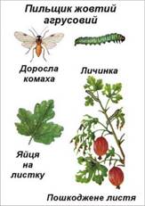 Курсовая работа по теме Комахи-шкідники плодово-ягідних культур