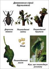 Курсовая работа по теме Комахи-шкідники плодово-ягідних культур