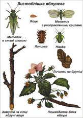 Курсовая работа по теме Комахи-шкідники плодово-ягідних культур
