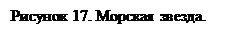 Подпись: Рисунок 17. Морская звезда.