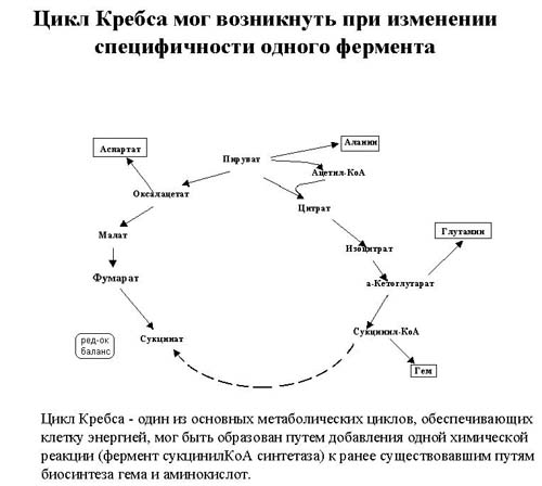 Курсовая работа: Мутации и спирали эволюции