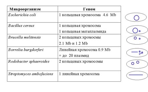 Рефераты На Тему Геном Человека